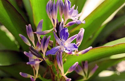 Young Blue Orchids