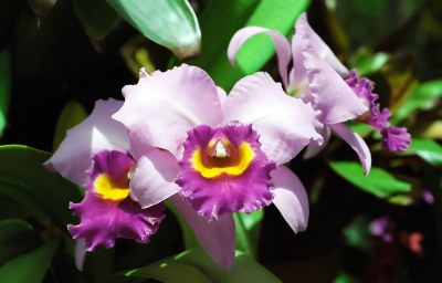 Orchids IV