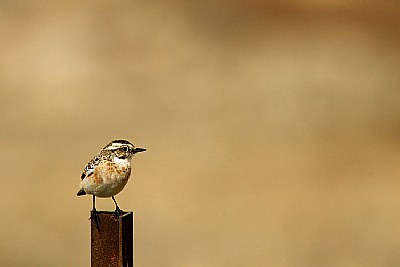 Standing Alone