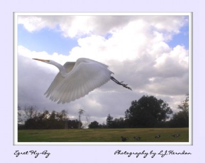 Egret Fly By