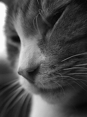 Orange cat in black and white