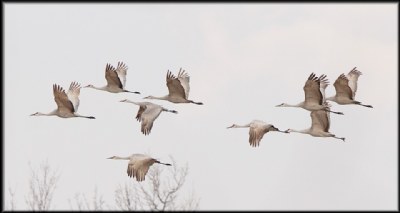 Cranes on the Wing