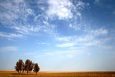 Alone trees