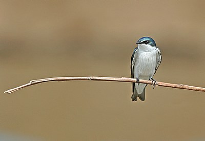 Mangrove Swallow