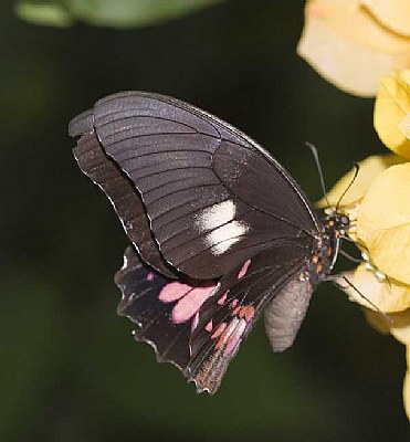 Black Butterfly 1