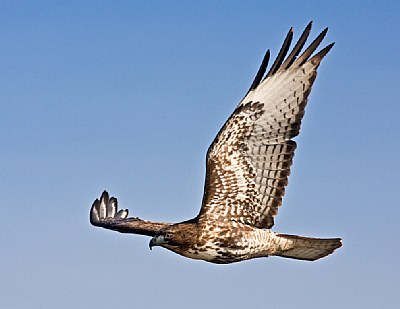 Red-tail Hawk fly by