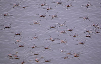 Water strider-2