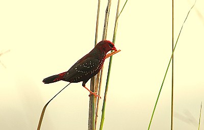 Red Munia-2