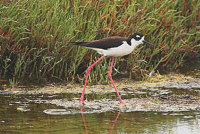 Black-Necked Stilt