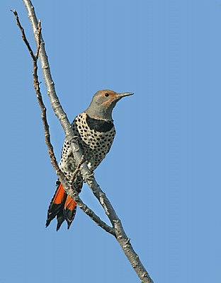 Northern Flicker