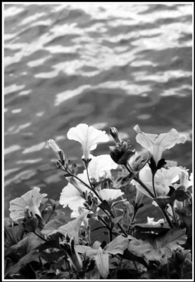 Flowers and water
