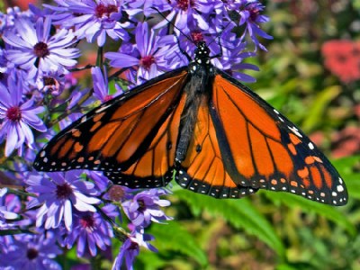 Monarch Butterfly