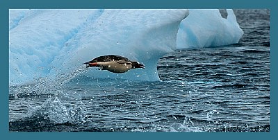 Flying Gentoo