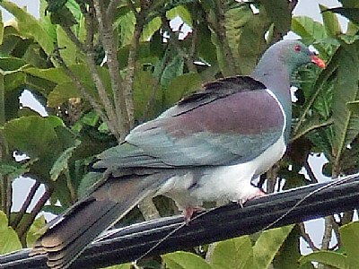 Pigeon