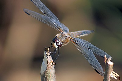 Dragonfly III