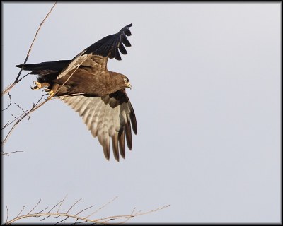 Dark Morph Rough-legged Hawk