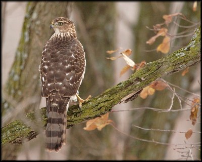 Cooper's Hawk