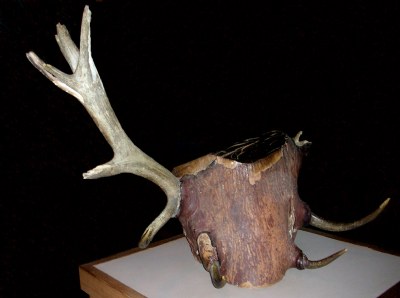 Elk Horn Tree