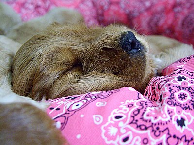 puppy