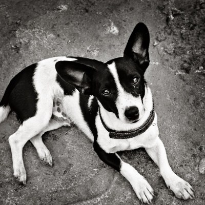 The Uncommented Dog