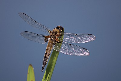 Dragonfly IV