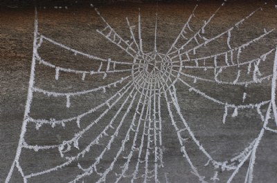 winter web