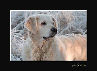 Snow dog 