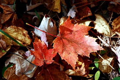 Fallen leaves