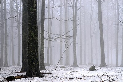 Lost in the Old Forest