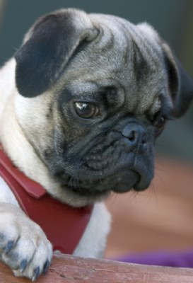 Pug