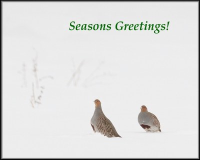 Seasons Greetings!