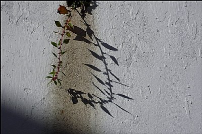 wall plant