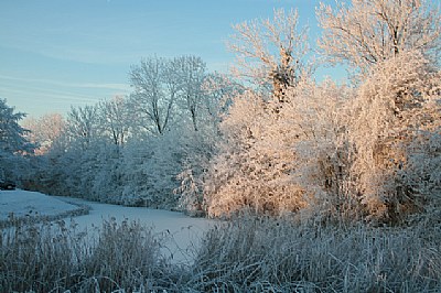 White trees