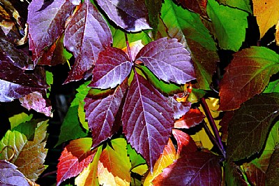 colorful leaves