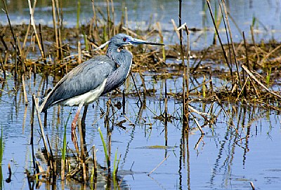 Blue Heron 