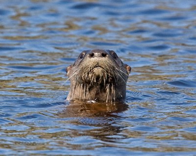 River Otters 3