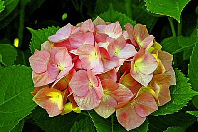 Another Hortensia