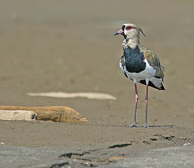 Southern Lapwing