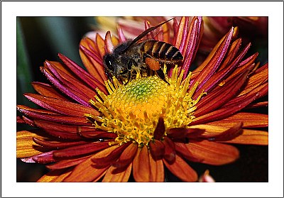 Honey Collector 2