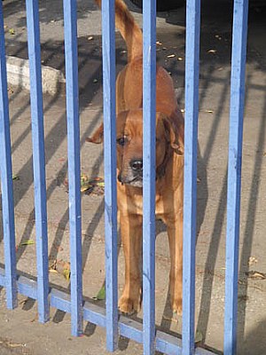 Dog Behind Bars