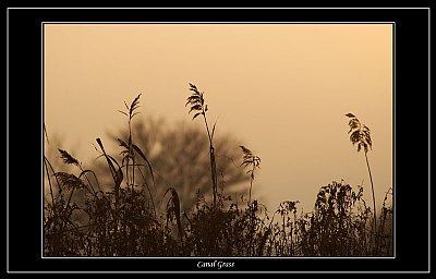 Canal Grass