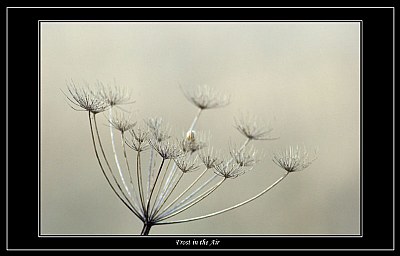 Frost in the Air