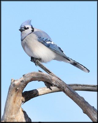 Blue Jay