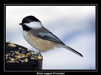 Chickadee