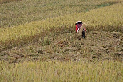 In the Field