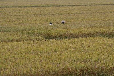 In the Field, too
