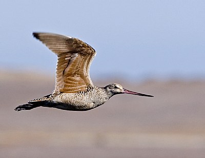Dowitcher Fly By