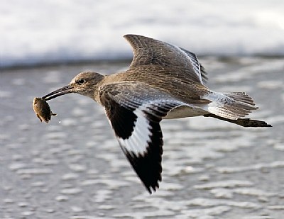 Willet with Sand Crab