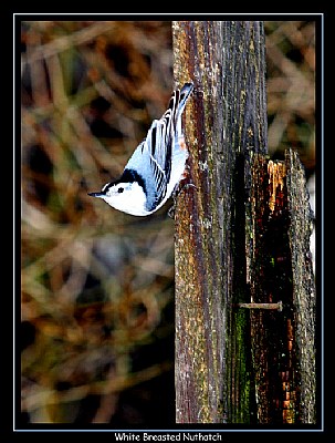 Nuthatch