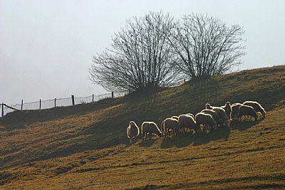 Shining sheeps